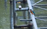 Eisvogel