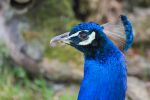 Pfau
