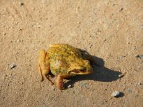 Grasfrosch