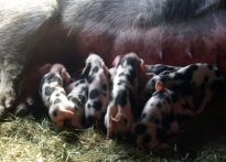 Erste Bentheimer Ferkel im Tiergehege