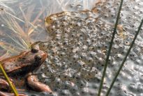 Grasfrosch und Laich