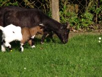 Zicklein im Tiergehege