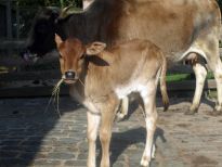Zebu-Junges im Tiergehege des Bürgerparks
