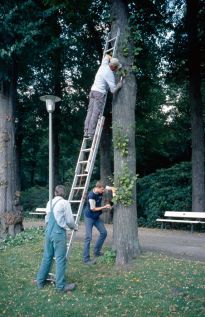 Arbeiten im Bürgerpark, Baumschnitt.