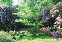 Rhododendronblüte im Bürgerpark