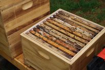 20000 neue Mitarbeiterinnen im Bremer Bürgerpark