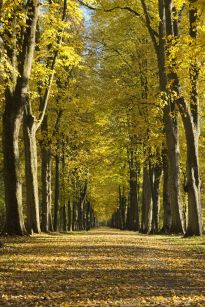 Allee im Stadtwald, Foto Daniel Elfert