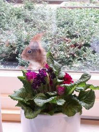 Eichhörnchen auf Entdeckungstour am Fenster der Parkverwaltung