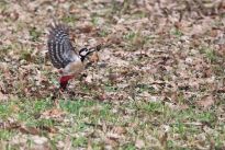 Buntspecht im Bürgerpark