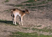 Zwergzebu Lilo im Tiergehege