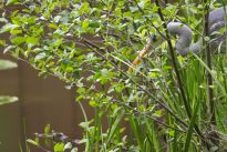 Graureiher im Bürgerpark, Foto: Daniel Elfert