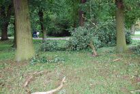 Auswirkung von Stürmen im Bremer Bürgerpark und Stadwald