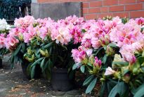 Die üppig blühende Rhododendron-Sorte „Bürgerpark Bremen“ der Baumschule Bruns