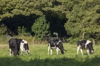 Kühe von Landwirt Jürgen Drewes auf der großen Wiese vor der Meierei