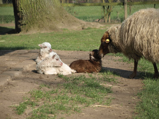 Skudden Nachwuchs im Tiergehege des Bremer Bürgerpark