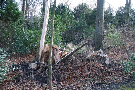 Abgerissener Baum beim Wätjenhaus