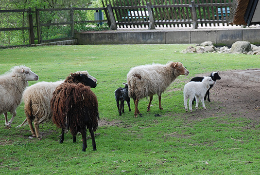 Junge Skudden im Tiergehege des Bremer Bürgerparks Junge Skudden im Tiergehege des Bremer Bürgerparks