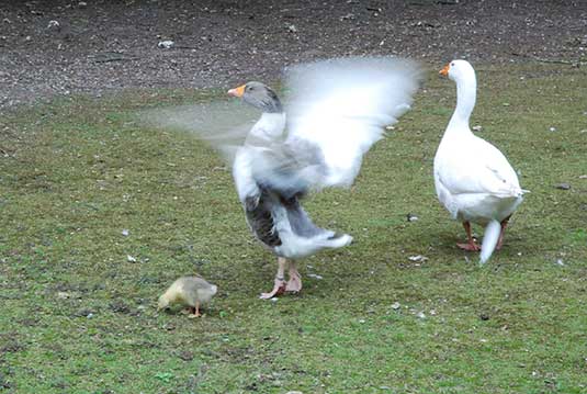 Leinegänse mit Kücken