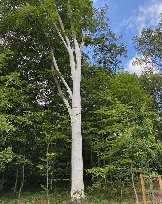 Weißer Baum im Bürgerpark