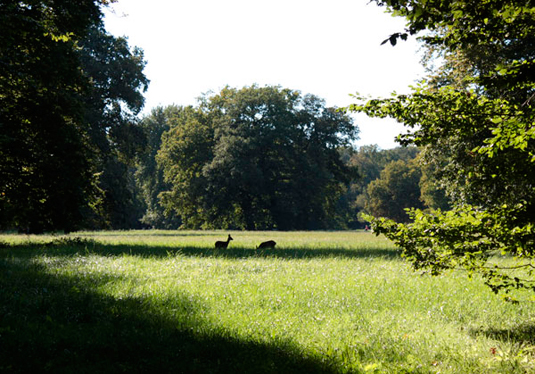 Freilaufende Rehe im Bremer Bürgerpark