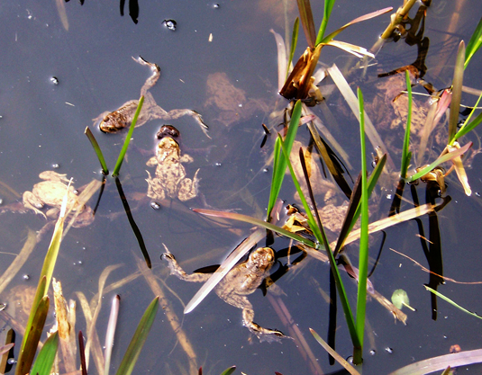 Kröten im Bürgerpark