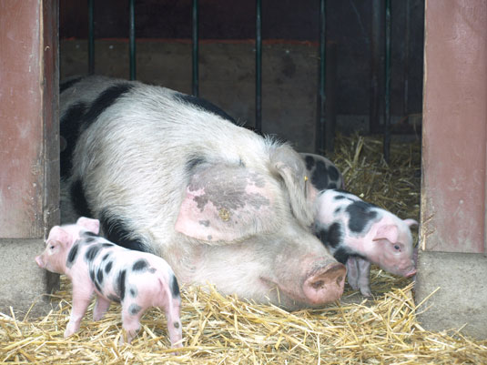 Die kleiner Bunten Bentheimer Schweine mit Sau Mathilda