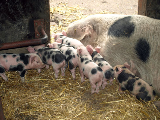 Die kleiner Bunten Bentheimer Schweine mit Sau Mathilda