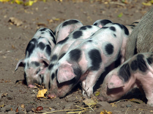 Bentheimer Ferkel im Tiergehege des Bürgerparks